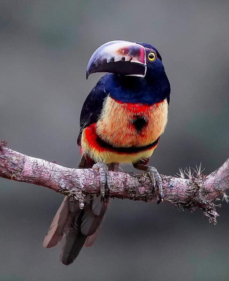 Arte De Plumas Birding Lodge การ์ตาโก ภายนอก รูปภาพ