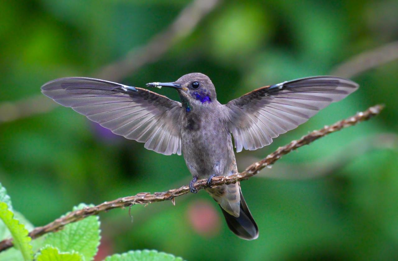 Arte De Plumas Birding Lodge การ์ตาโก ภายนอก รูปภาพ