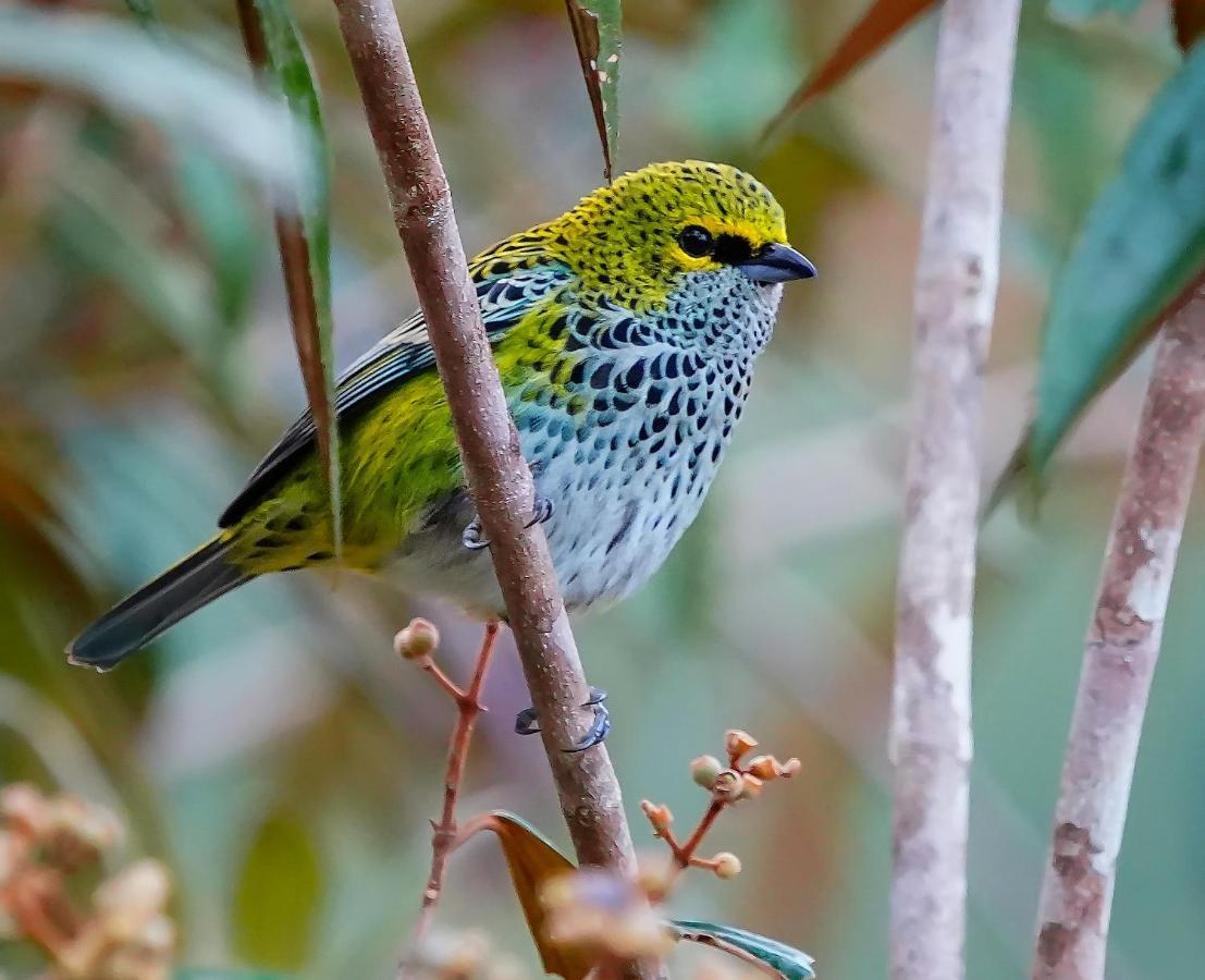 Arte De Plumas Birding Lodge การ์ตาโก ภายนอก รูปภาพ