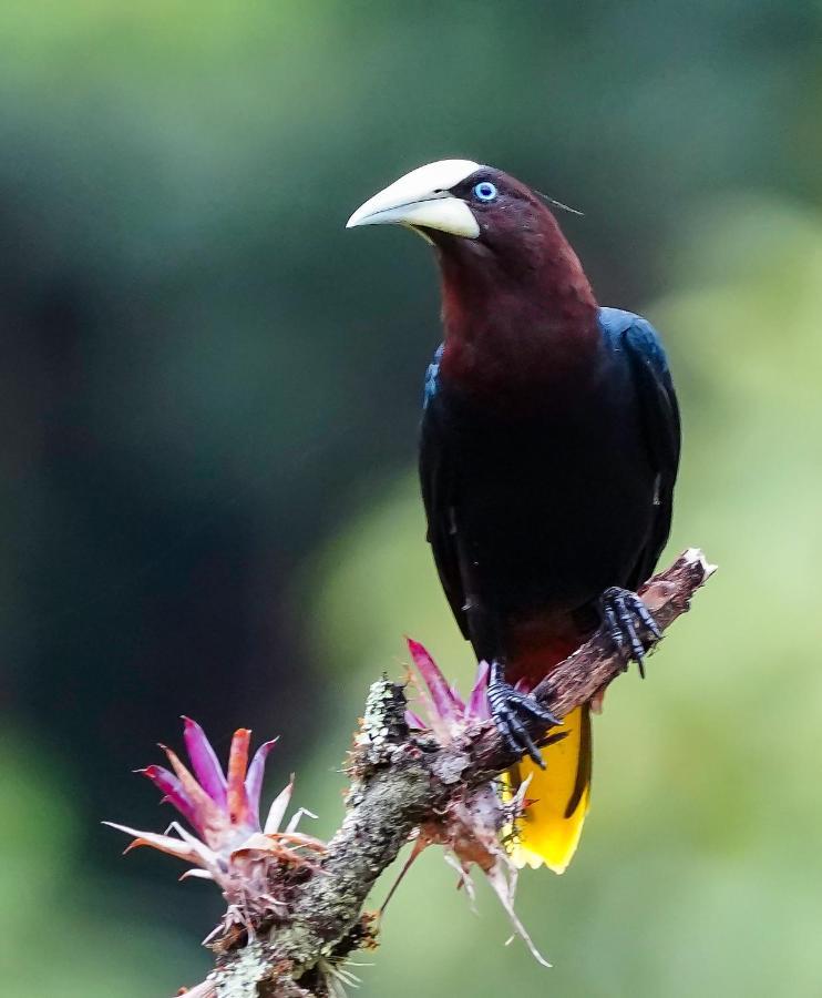 Arte De Plumas Birding Lodge การ์ตาโก ภายนอก รูปภาพ