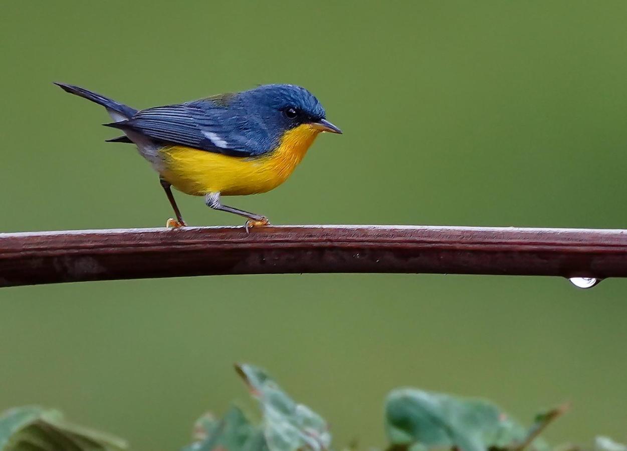Arte De Plumas Birding Lodge การ์ตาโก ภายนอก รูปภาพ
