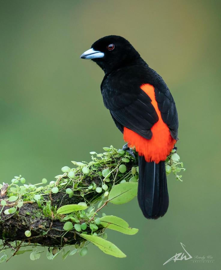 Arte De Plumas Birding Lodge การ์ตาโก ภายนอก รูปภาพ