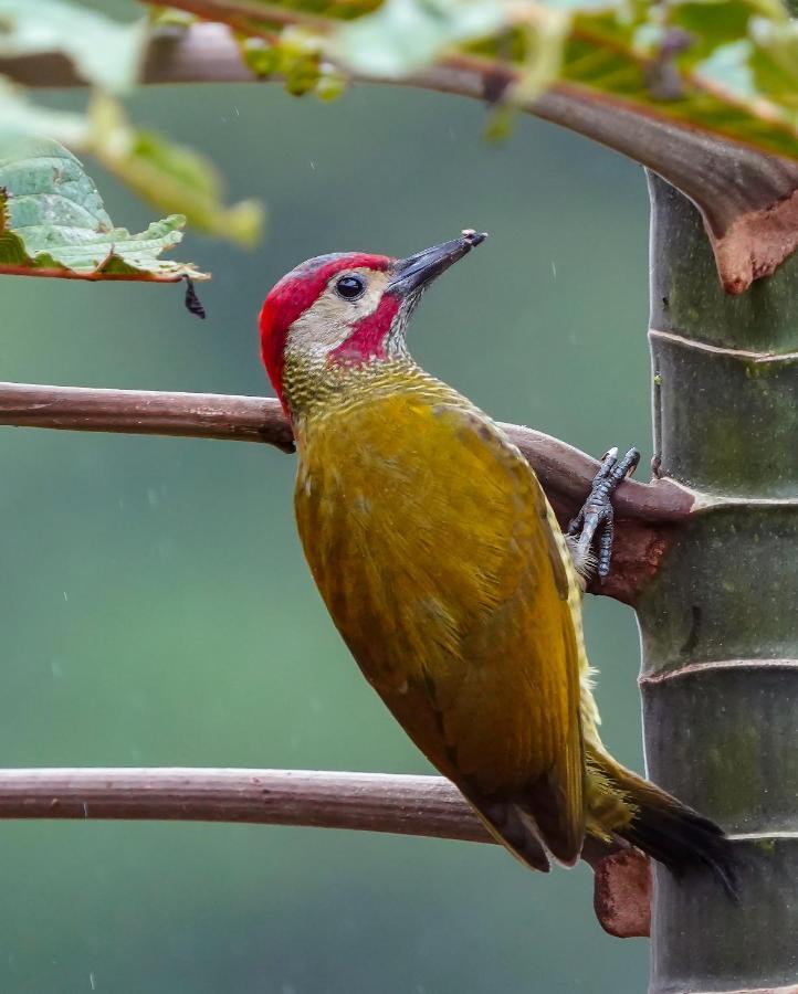 Arte De Plumas Birding Lodge การ์ตาโก ภายนอก รูปภาพ