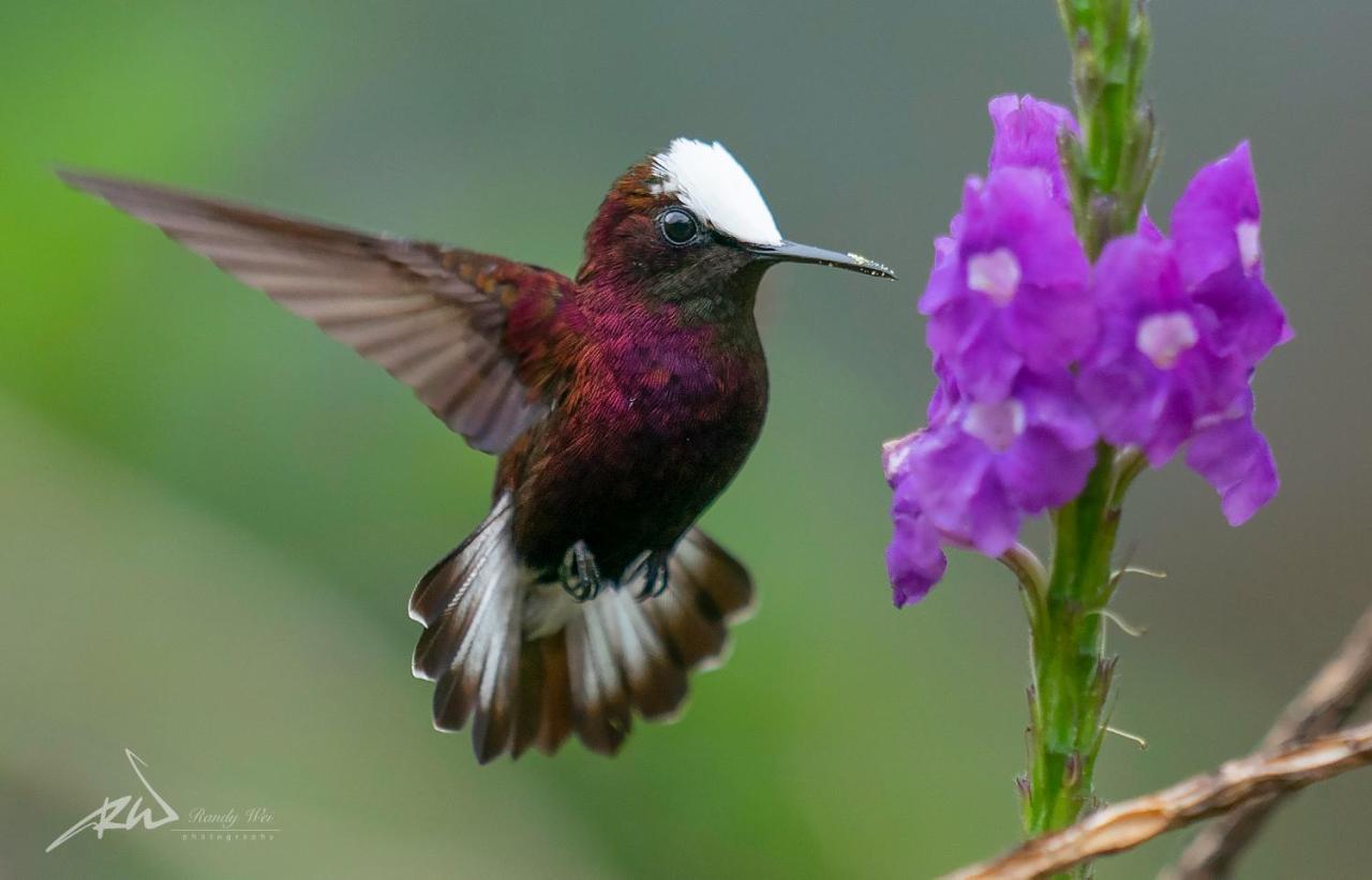 Arte De Plumas Birding Lodge การ์ตาโก ภายนอก รูปภาพ