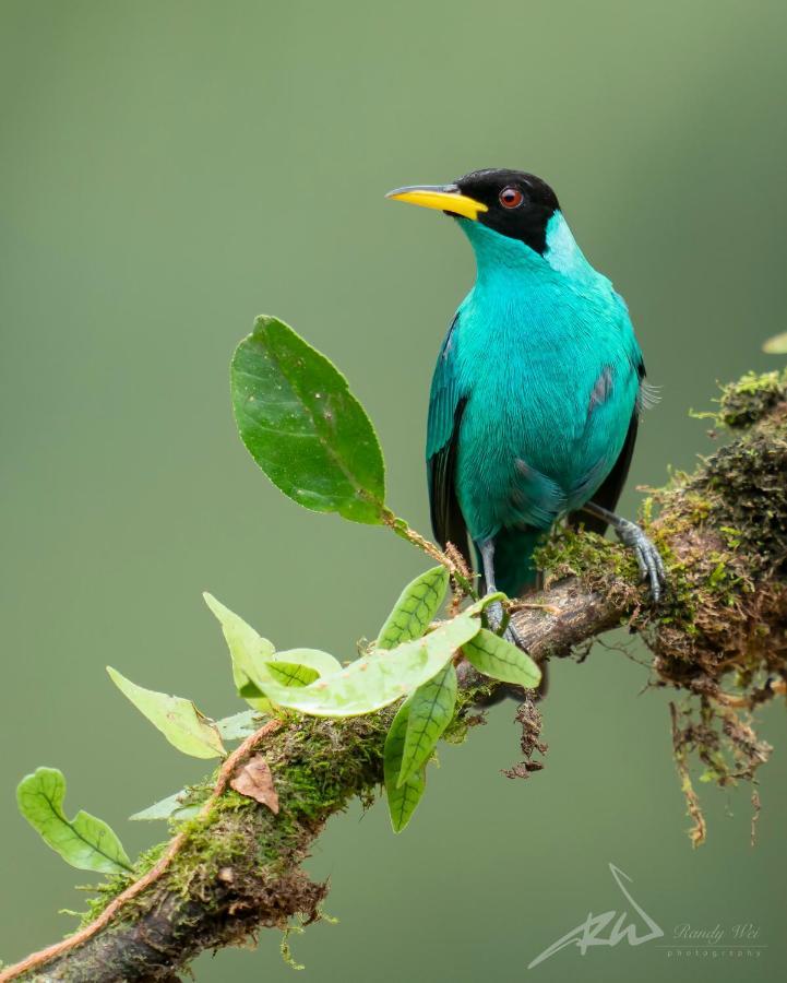 Arte De Plumas Birding Lodge การ์ตาโก ภายนอก รูปภาพ