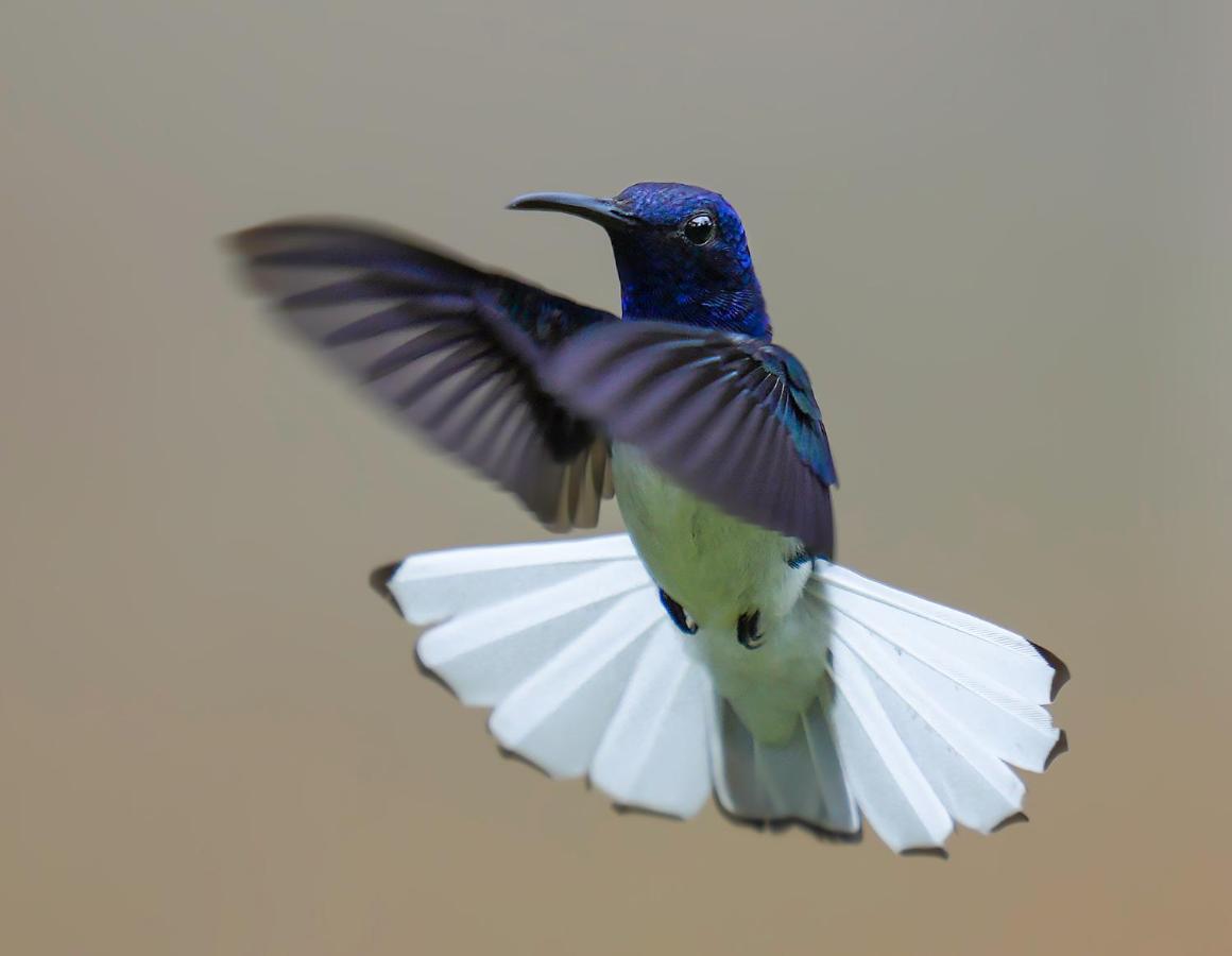 Arte De Plumas Birding Lodge การ์ตาโก ภายนอก รูปภาพ