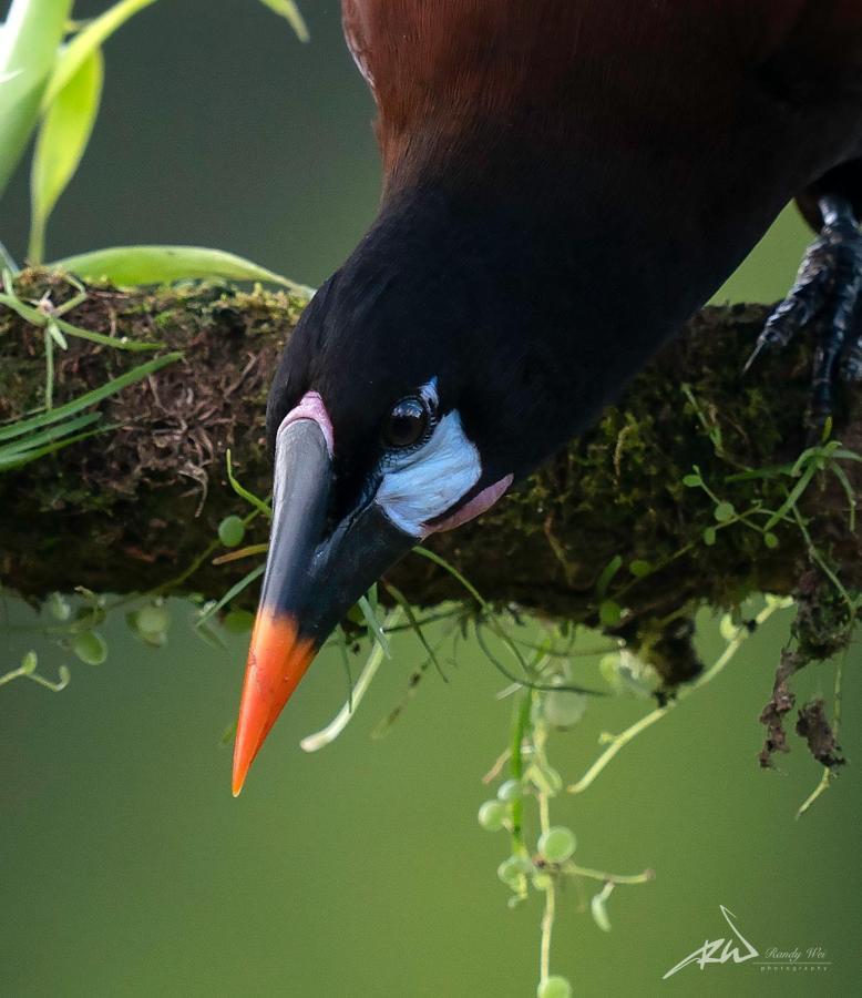 Arte De Plumas Birding Lodge การ์ตาโก ภายนอก รูปภาพ