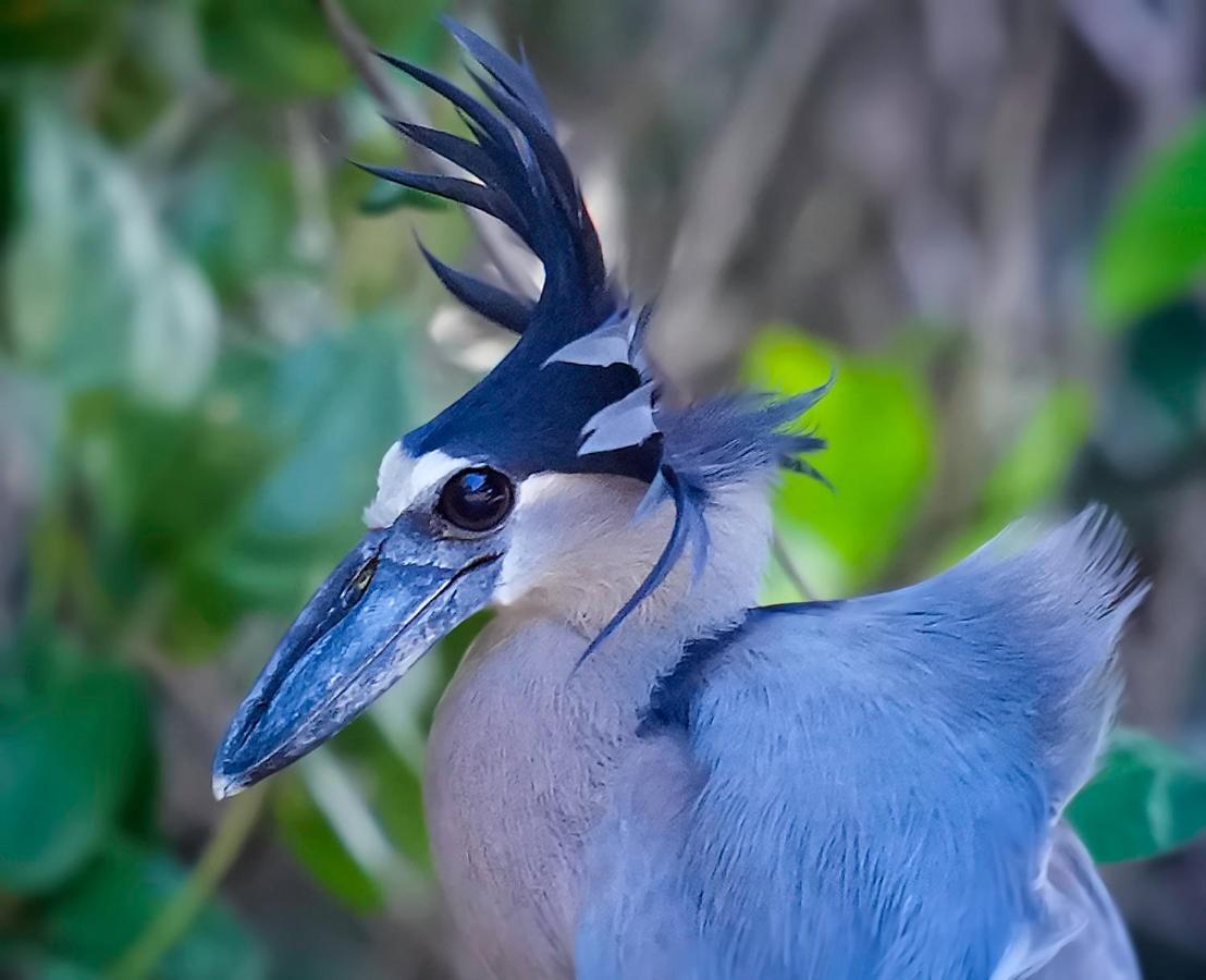 Arte De Plumas Birding Lodge การ์ตาโก ภายนอก รูปภาพ
