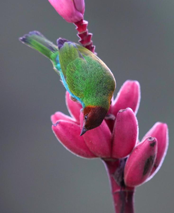 Arte De Plumas Birding Lodge การ์ตาโก ภายนอก รูปภาพ