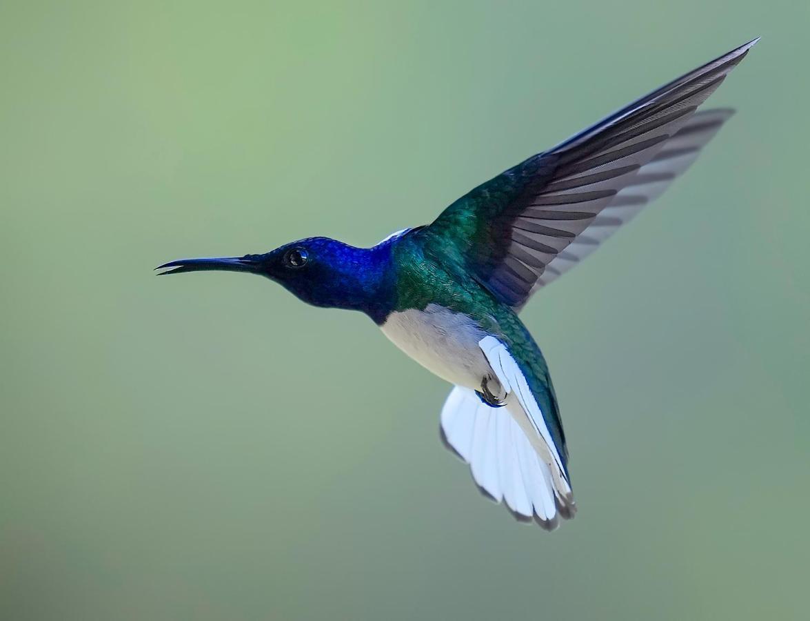 Arte De Plumas Birding Lodge การ์ตาโก ภายนอก รูปภาพ