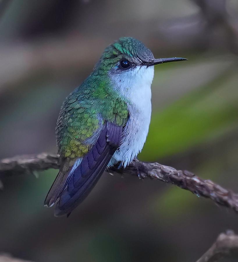 Arte De Plumas Birding Lodge การ์ตาโก ภายนอก รูปภาพ