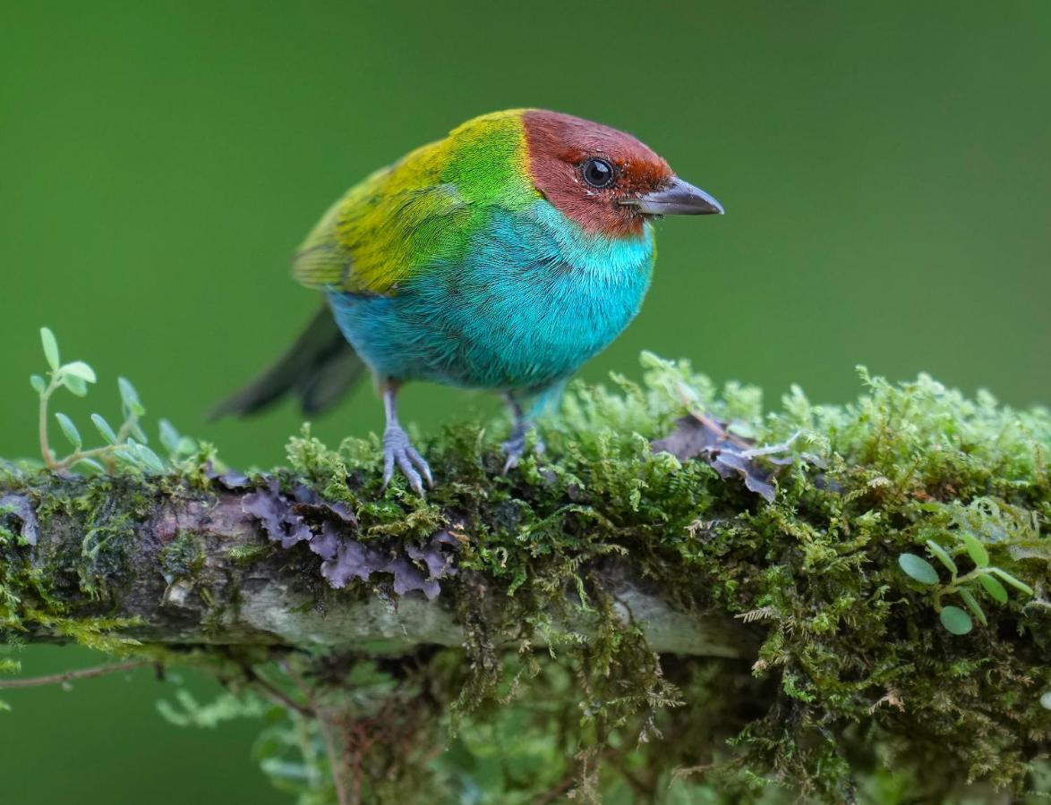 Arte De Plumas Birding Lodge การ์ตาโก ภายนอก รูปภาพ