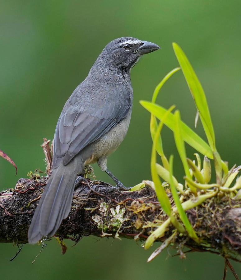 Arte De Plumas Birding Lodge การ์ตาโก ภายนอก รูปภาพ