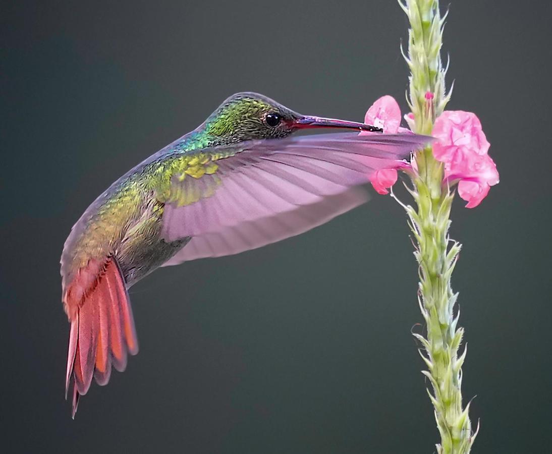 Arte De Plumas Birding Lodge การ์ตาโก ภายนอก รูปภาพ