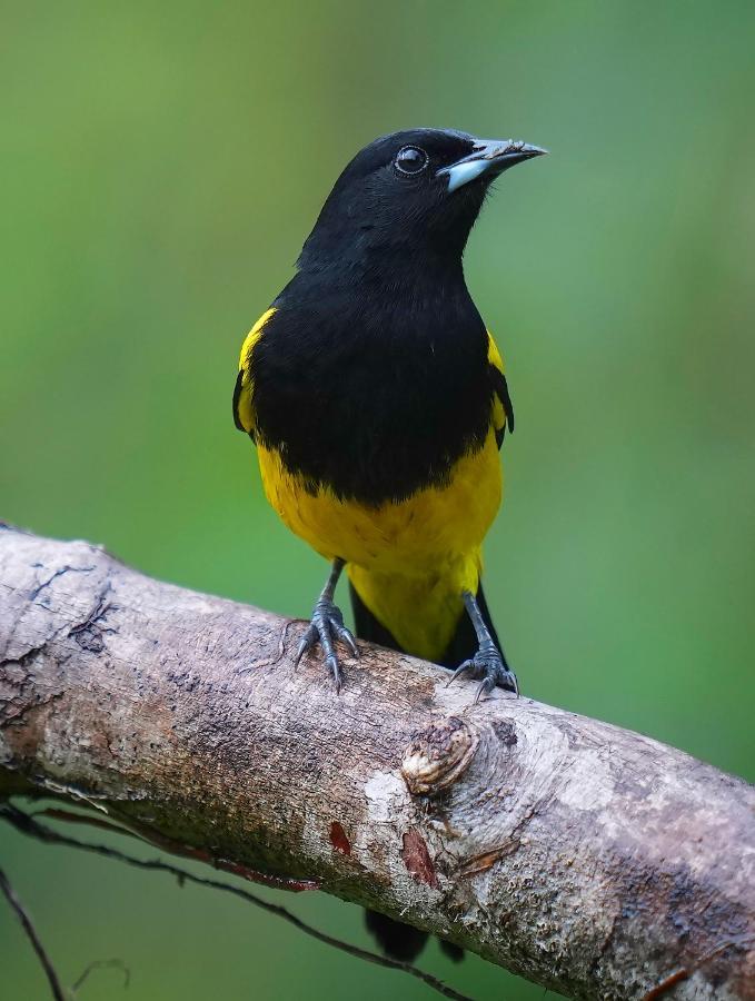 Arte De Plumas Birding Lodge การ์ตาโก ภายนอก รูปภาพ